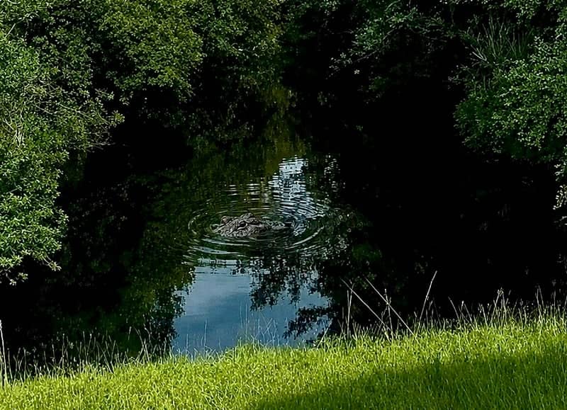 West Melbourne Canal Wildlife - Image 1