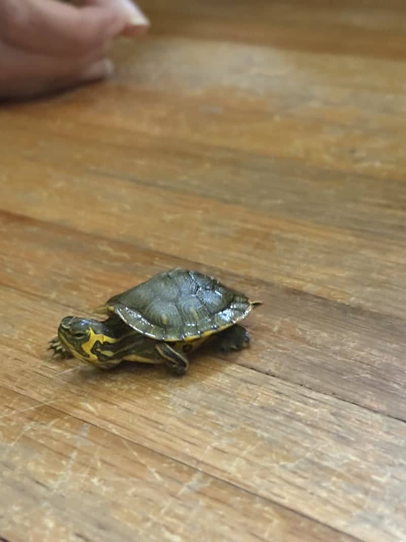 Indoor Turtle Macro Spot - Image 1