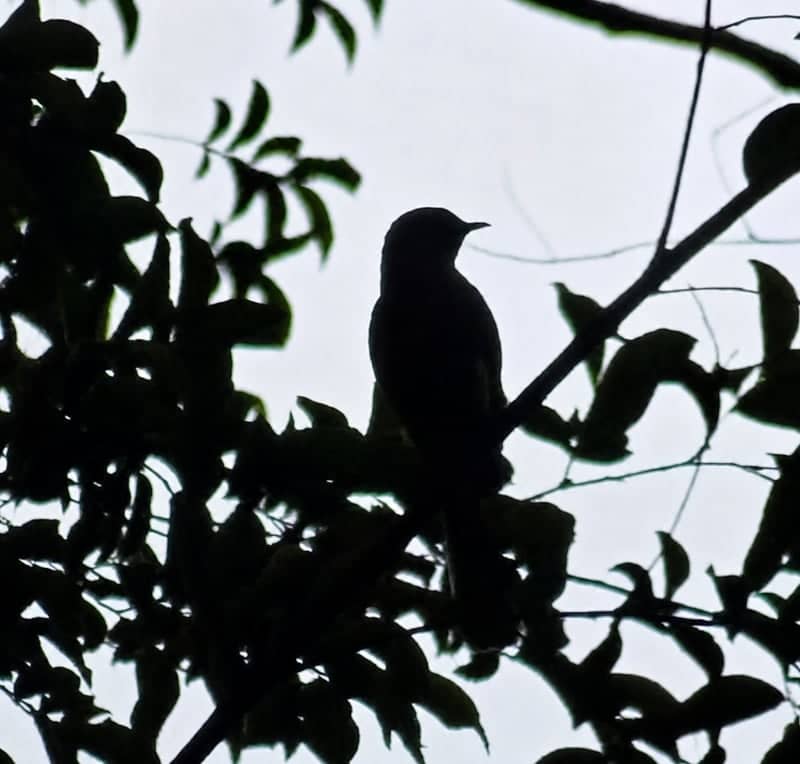 Woodland Hills Birding Spot - Image 1