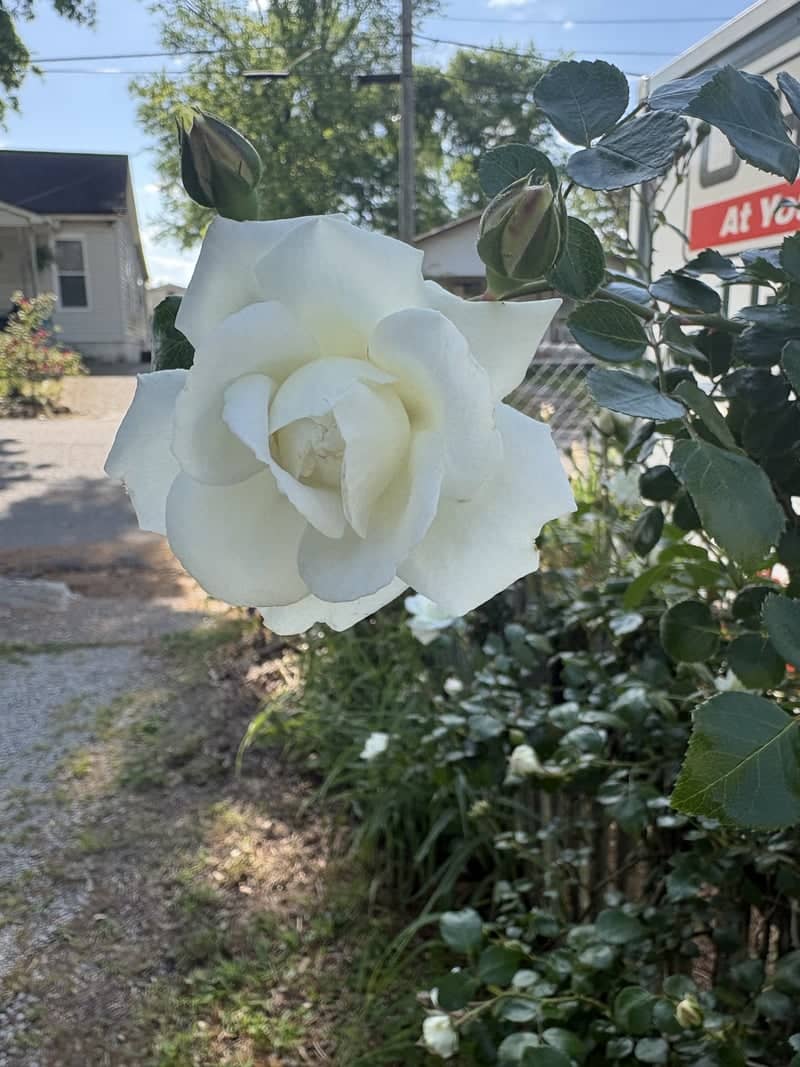 Jersey Avenue Rose Garden - Image 1