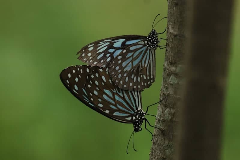 Anekal Nature Trails - Image 1