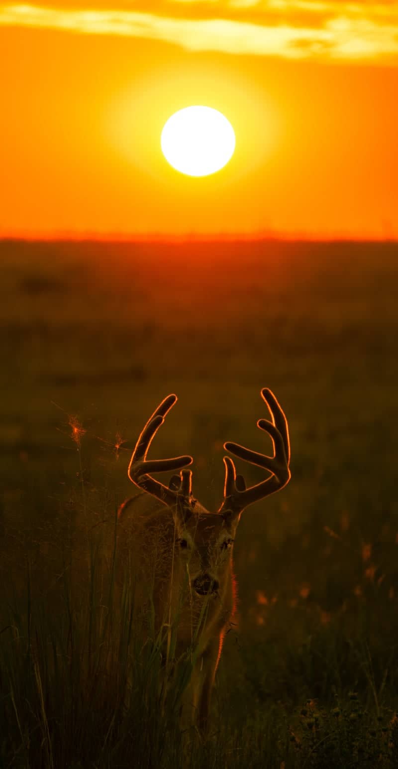 Rocky Mountain Arsenal National Wildlife Refuge - Image 1