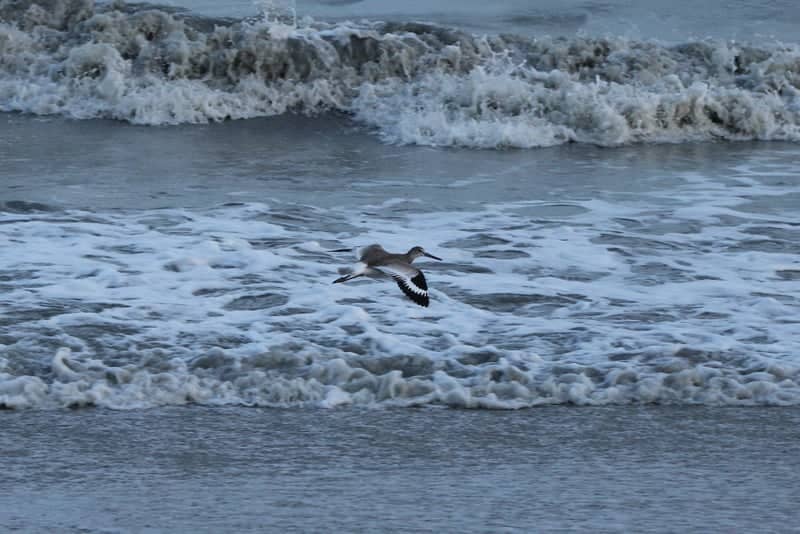 Myrtle Beach Shoreline - Image 1