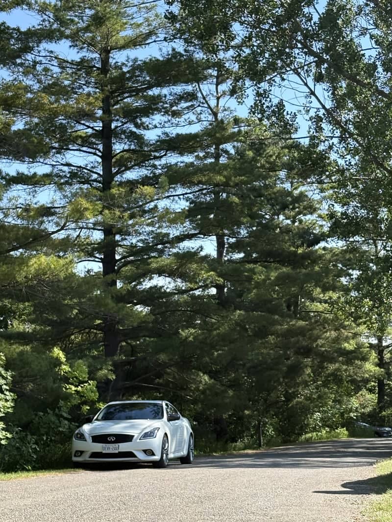 Wooded Road near Speed River - Image 1