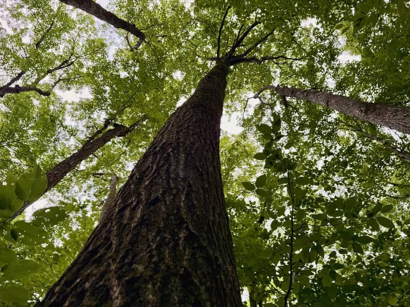 Finger Lakes National Forest Canopy - Image 1