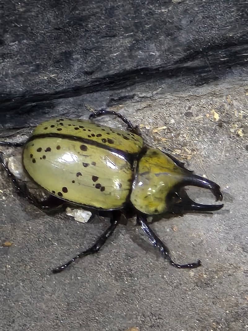 Eastern Hercules Beetle Spotting - Image 1