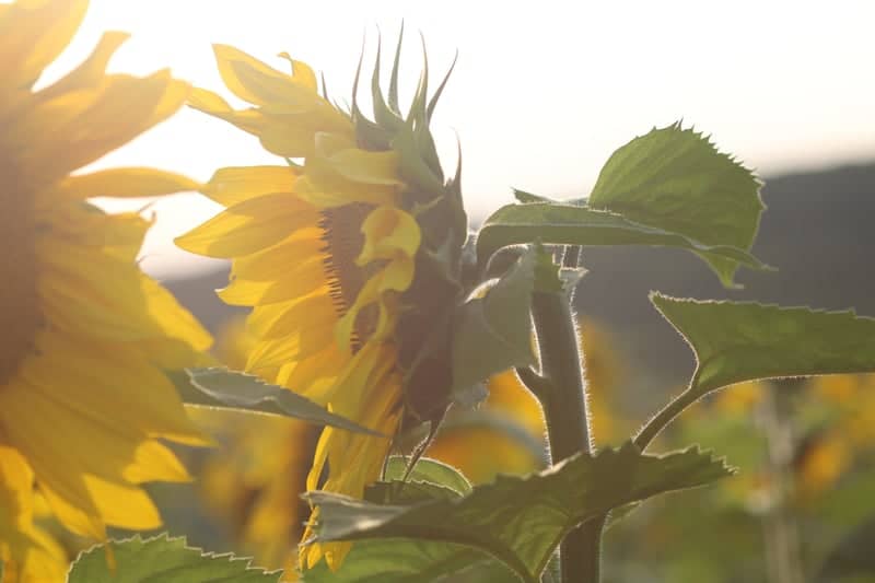 Swamp Fox Road Sunflower Field - Image 1