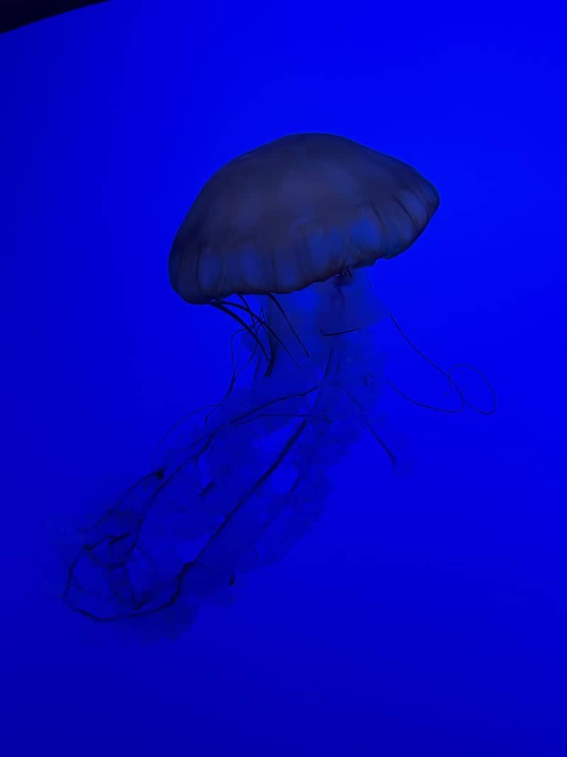 Ripley's Aquarium of the Smokies - Image 1
