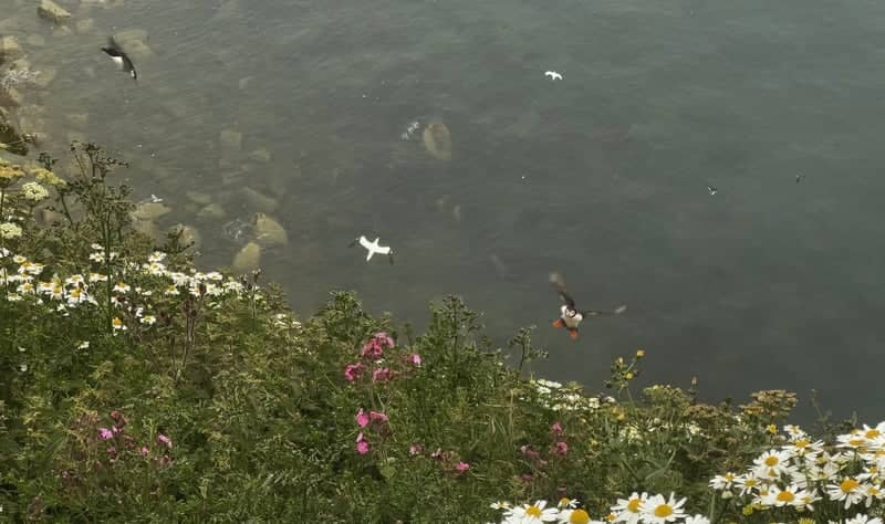 Bempton Cliffs - Image 1
