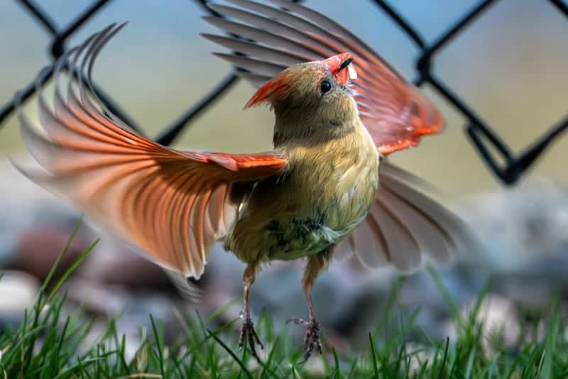 Medina Suburban Wildlife Spot - Image 1