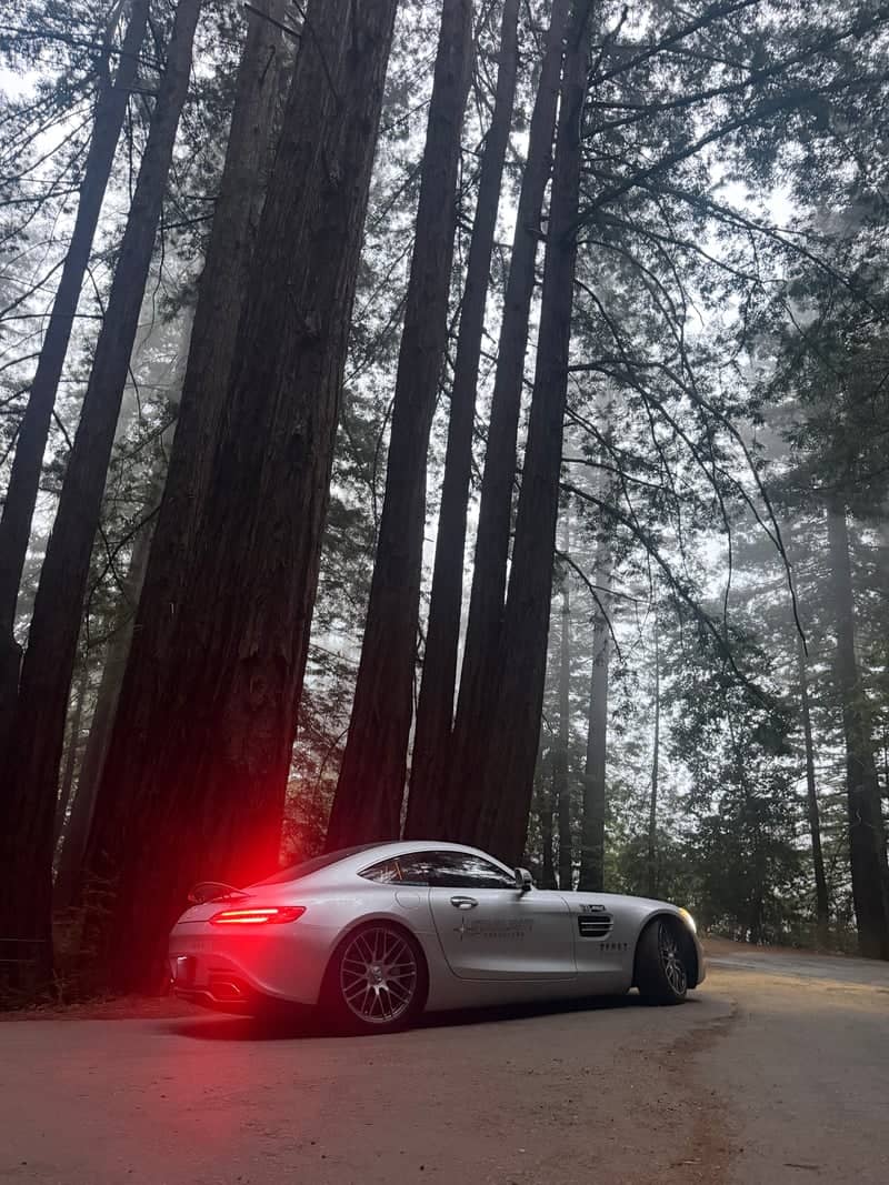 Stetson Road Redwoods - Image 1