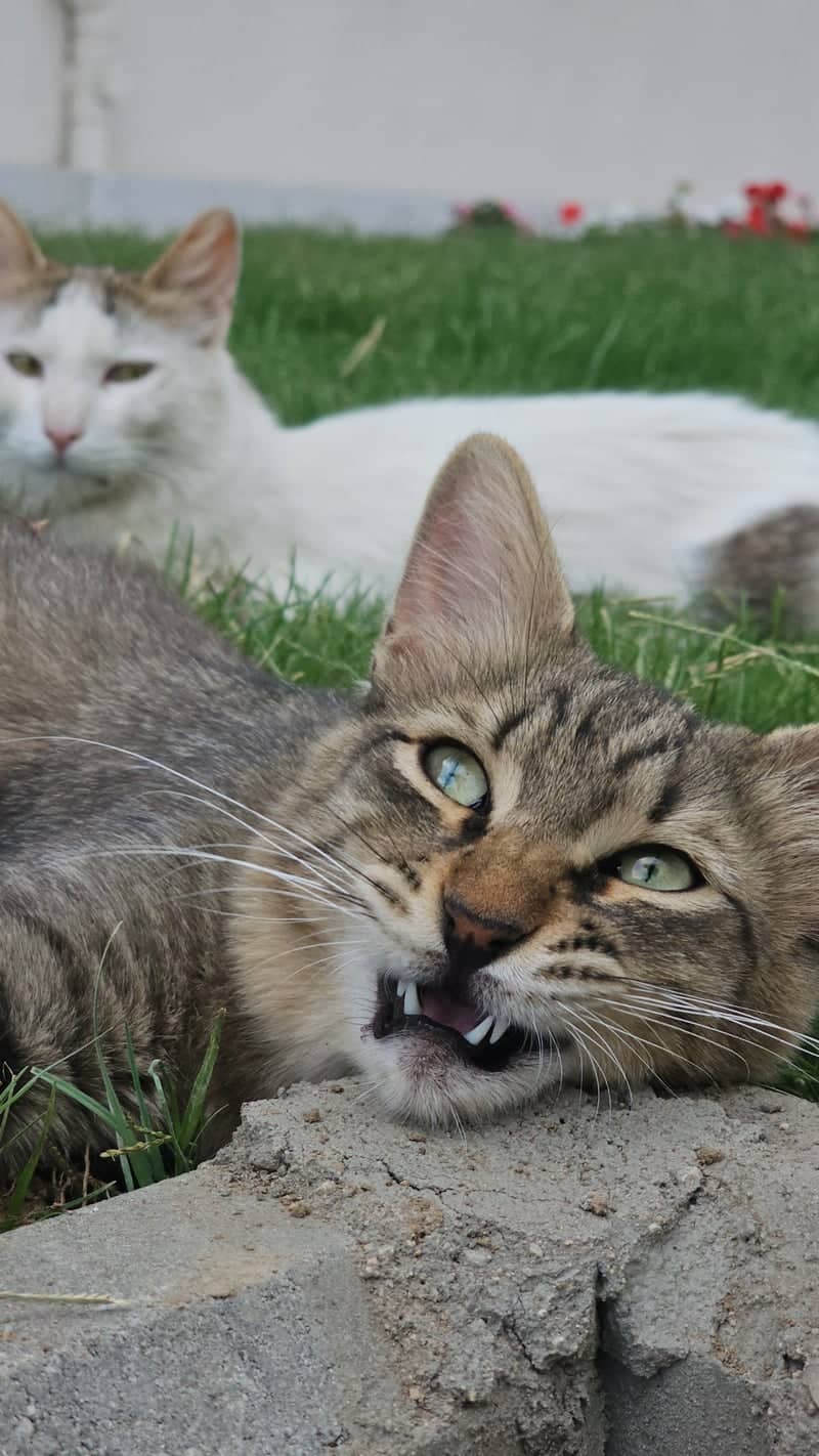 Garden Cats of Al Muwayh - Image 1