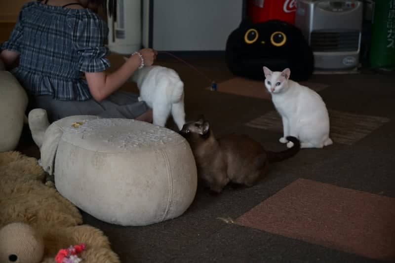 Neko Cafe Neko no Kuni - Image 1