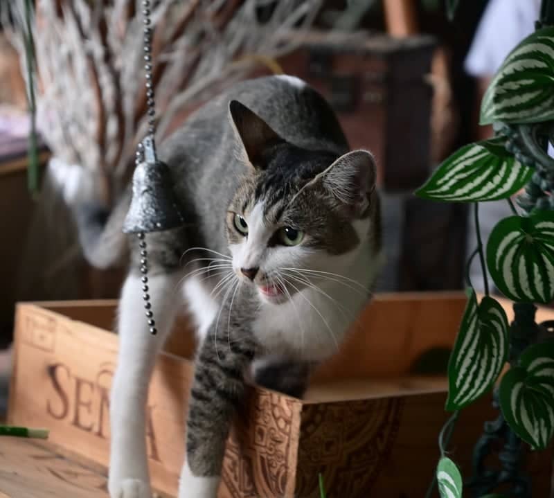 Otedori Cat Cafe - Image 1