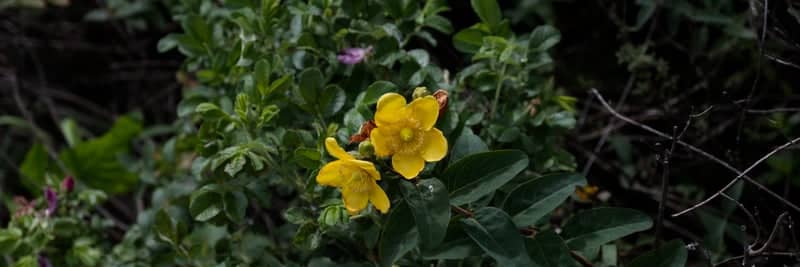 Nagaoka Garden Detail - Image 1