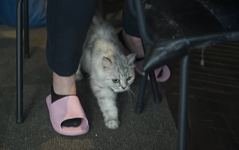 Cat Cafe Neko-no-michi - Image 1