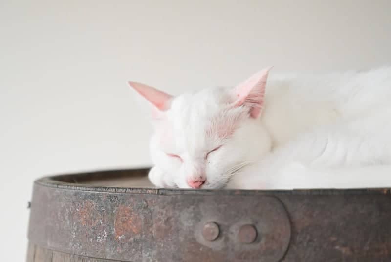 Nagaoka Cat Cafe - Image 1