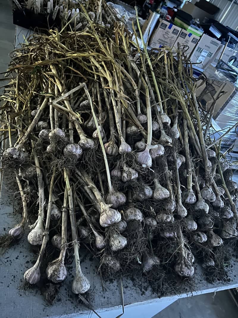 Sola Gratia Farm Harvest - Image 1