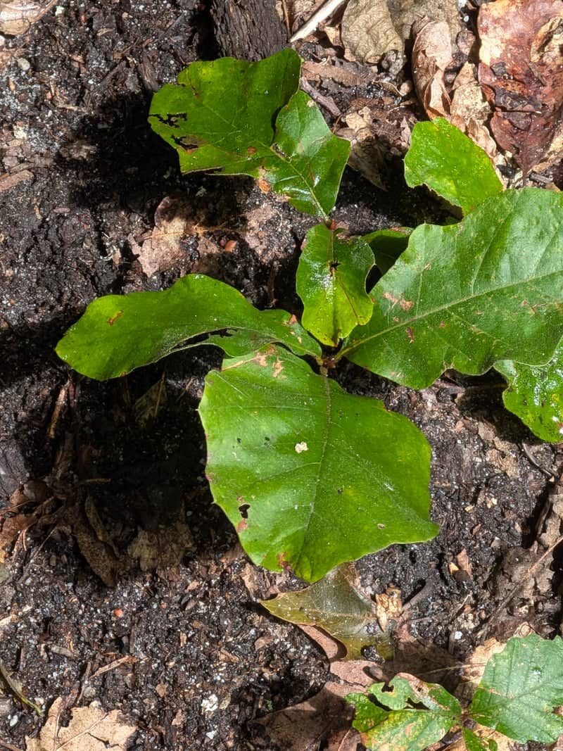 Mason Creek Forest Floor - Image 1