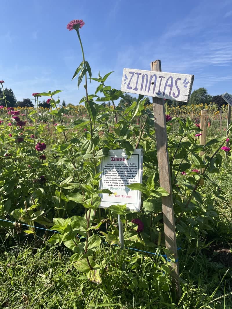 Sun Harvest Greenhouses & Flower Fields - Image 1