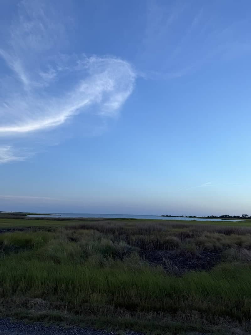 Bavon Beach Marshlands - Image 1