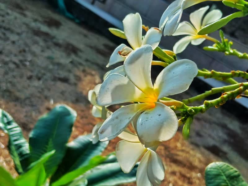 Badlapur Frangipani Blooms - Image 1