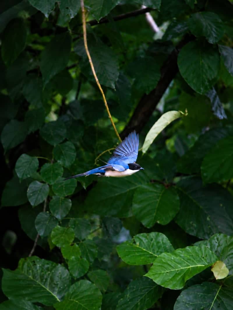 Dapoli Forest Birding - Image 1