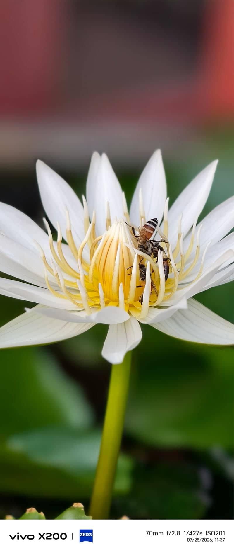 Khan Na Yao Water Lily Pond - Image 1