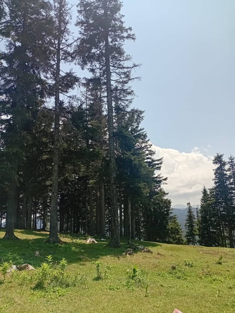 Çiçeklidüz Highland Forest - Image 1