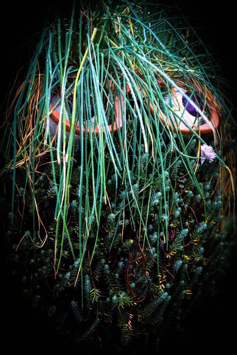 New York Botanical Garden - Image 4