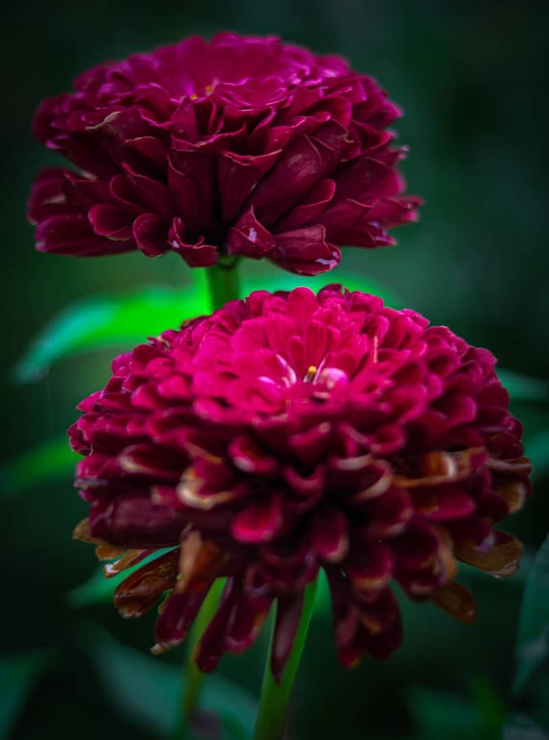 New York Botanical Garden - Image 2