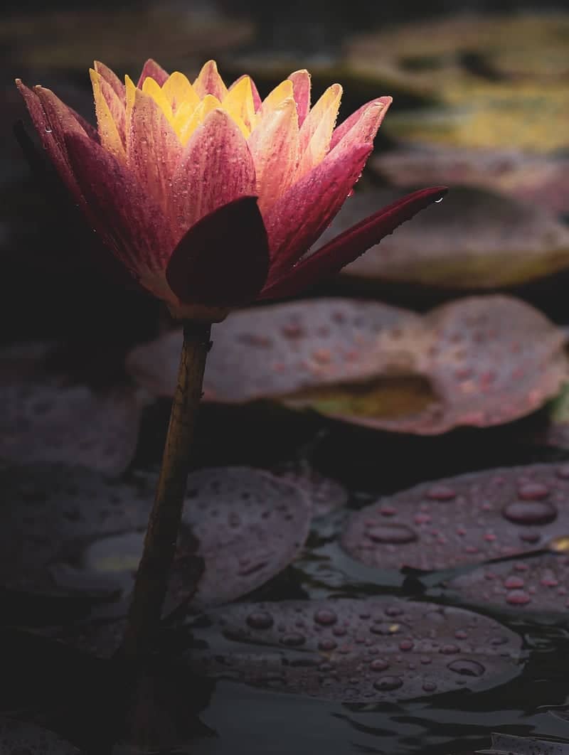 New York Botanical Garden - Image 1