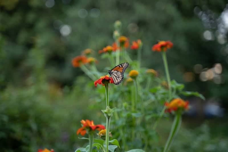 Queens Botanical Garden - Image 1