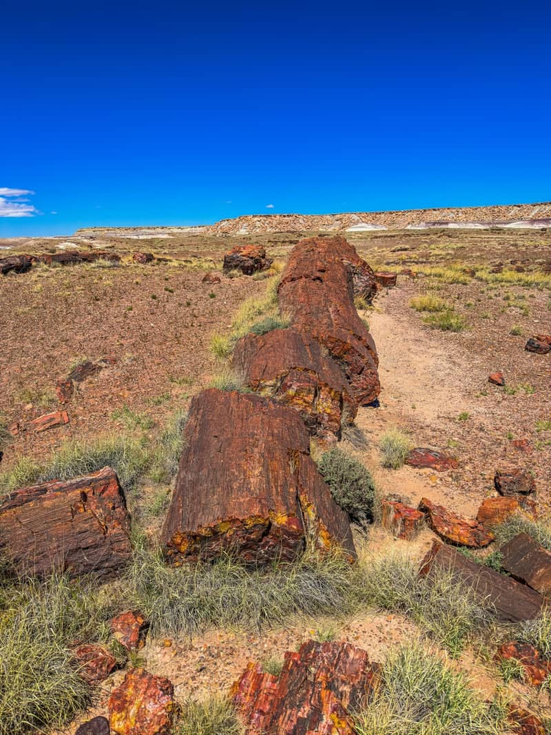 Petrified Forest National Park - Image 1