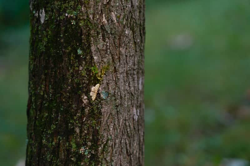 Maunesha River Woodlands - Image 1