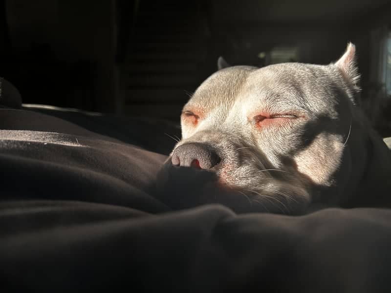 Sunlit Interior Pet Portrait - Image 1