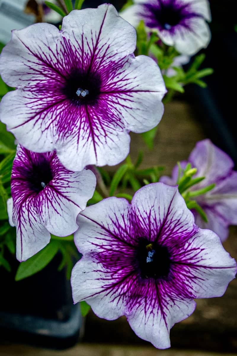 Blowing Rock Main Street Gardens - Image 1