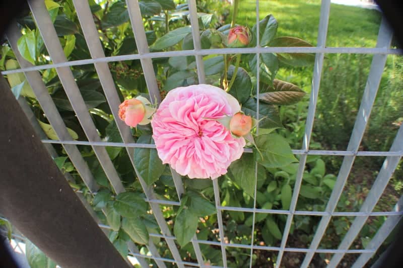 Via Rosmini Garden Blooms - Image 1