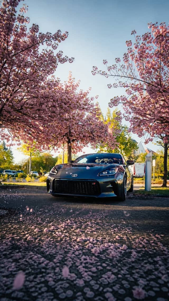 Cherry Blossom Avenue Neubrandenburg - Image 1