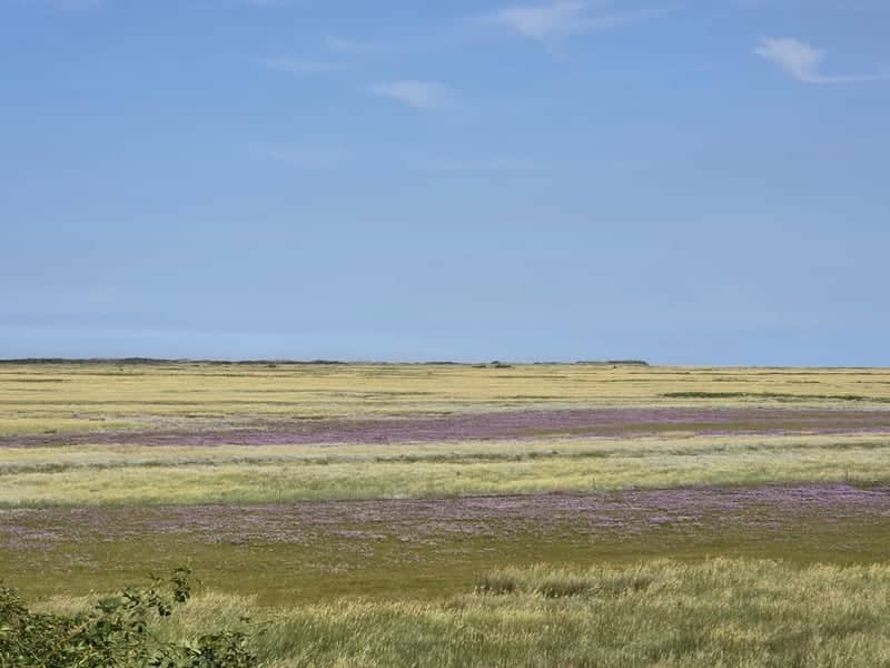 Schiermonnikoog Salt Marshes - Image 1