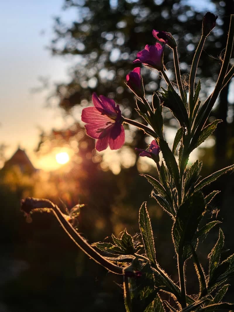 Appingedam Countryside Garden - Image 1