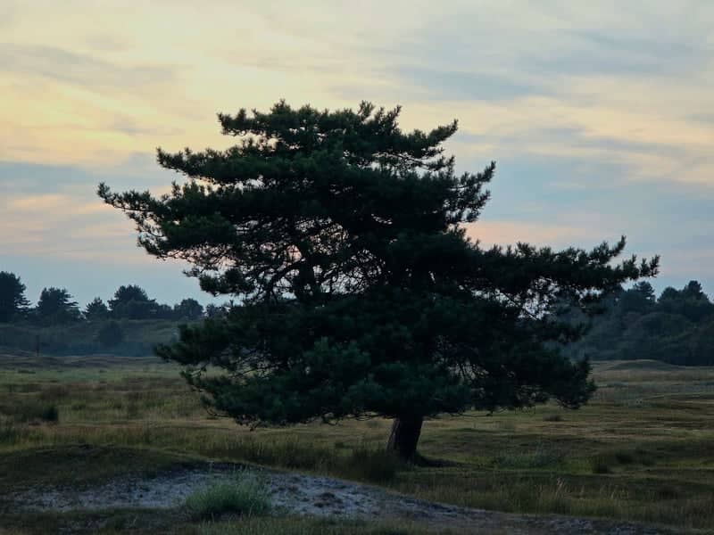 Lone Pine of Schiermonnikoog - Image 1