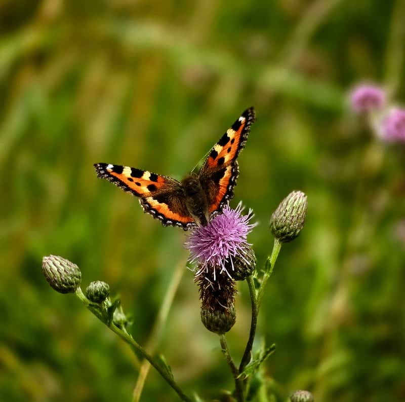 Delfzijl Nature Garden - Image 1