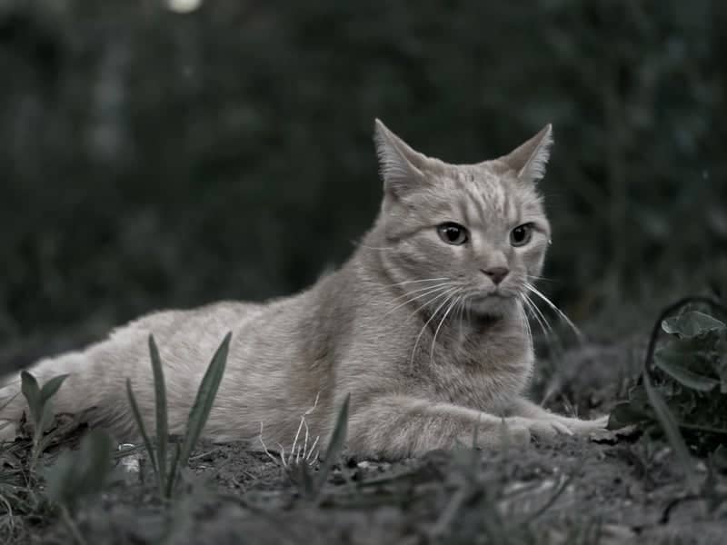 Appingedam Garden Wildlife - Image 1
