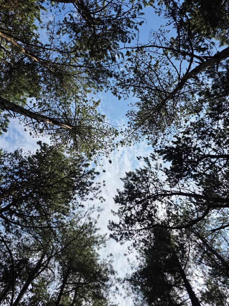 Appingedam Pine Forest Canopy - Image 1