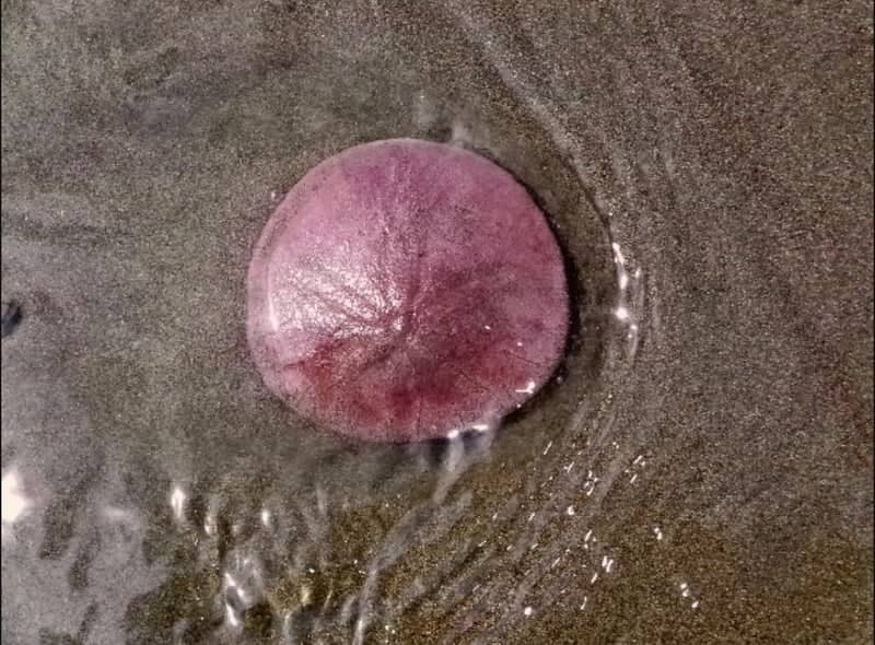 Pacific Beach - Image 1