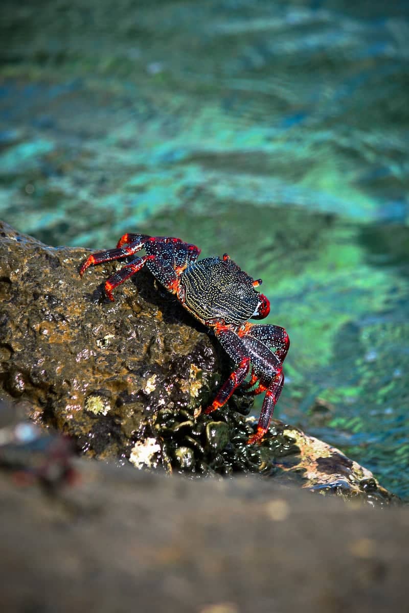 Costa Teguise Shoreline - Image 1
