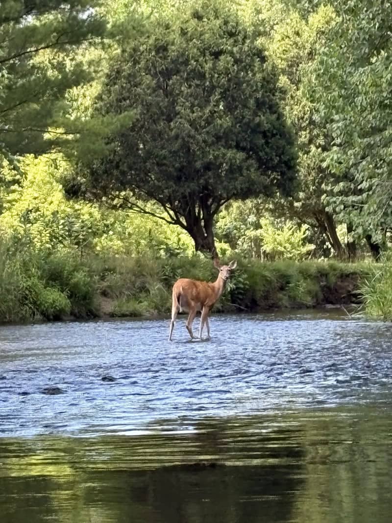 Shiawassee River Wildlife Spot - Image 1