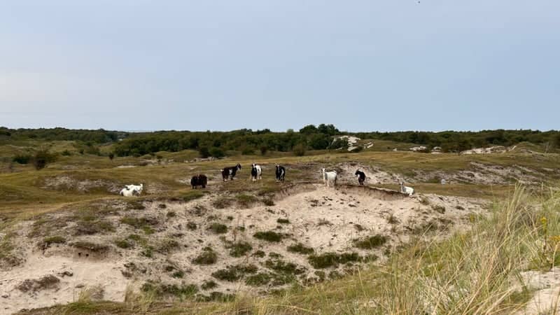 Schiermonnikoog Dunes - Image 1