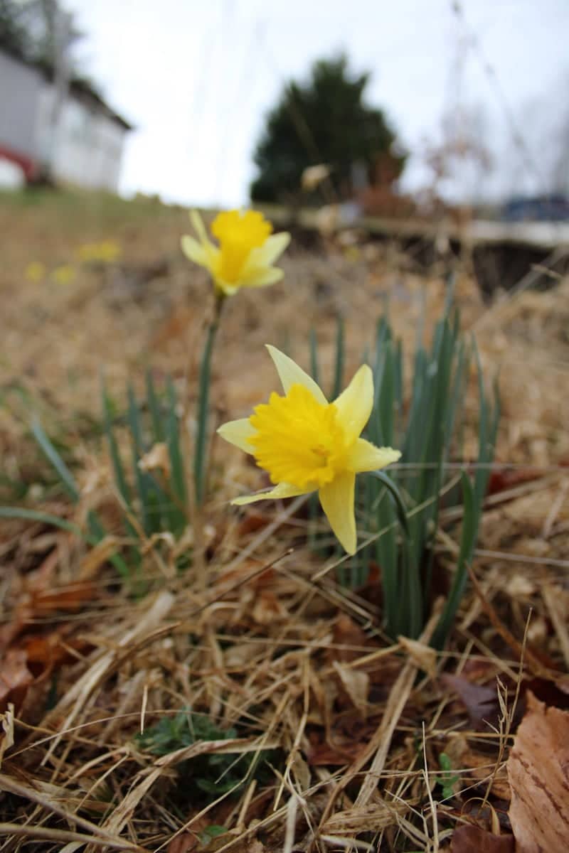 Spring Daffodil Garden - Image 1